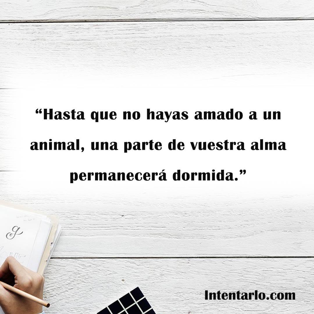 Frase de Anatole France sobre el alma que despierta al amar a un animal.